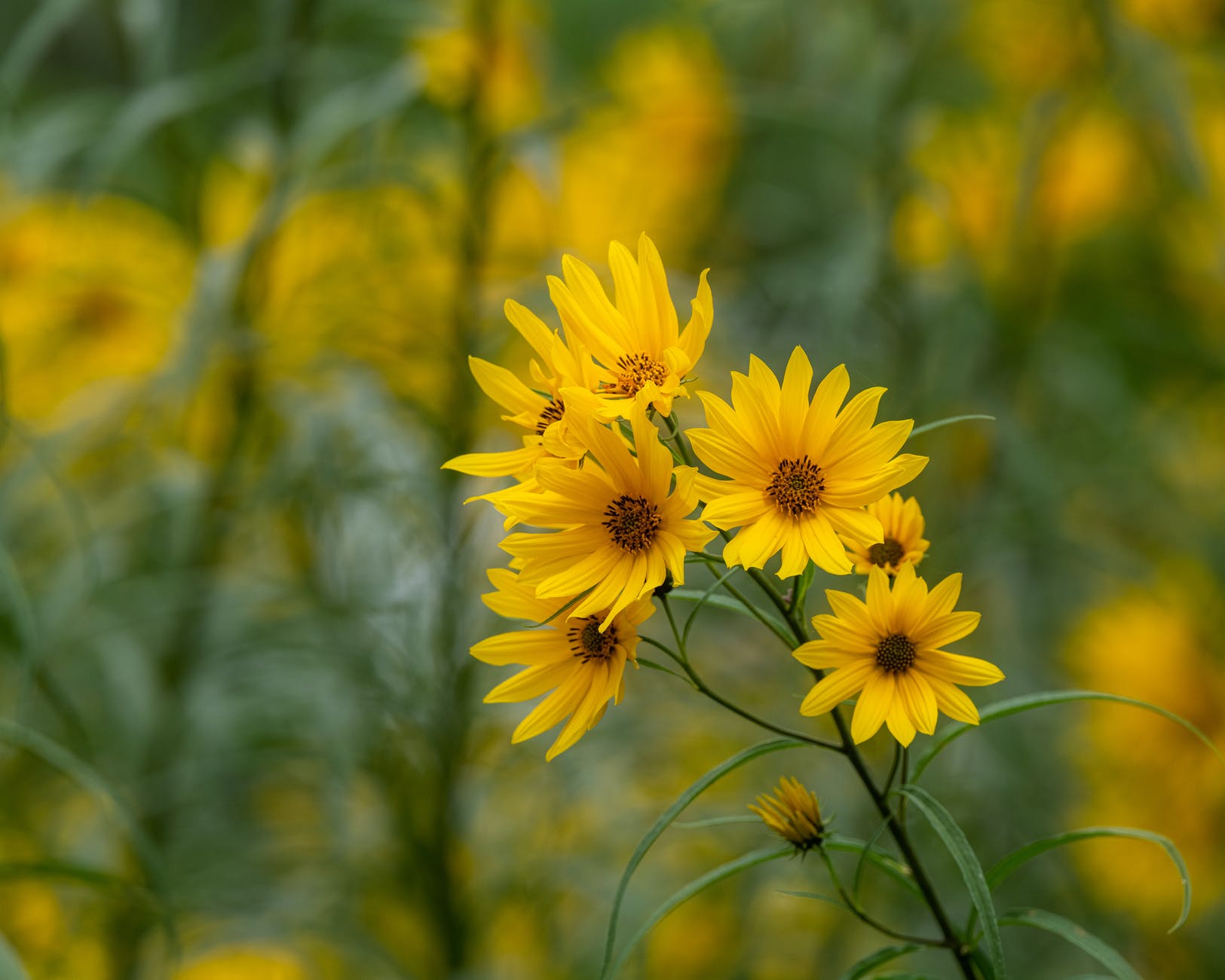 blooming yellow topinambur flowers in nature